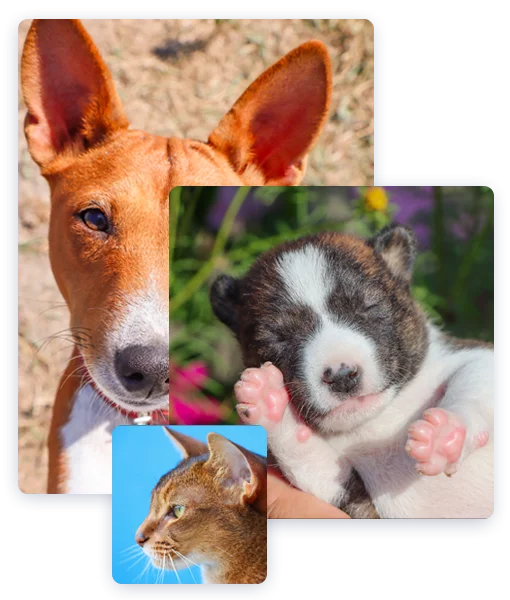 Animal photography